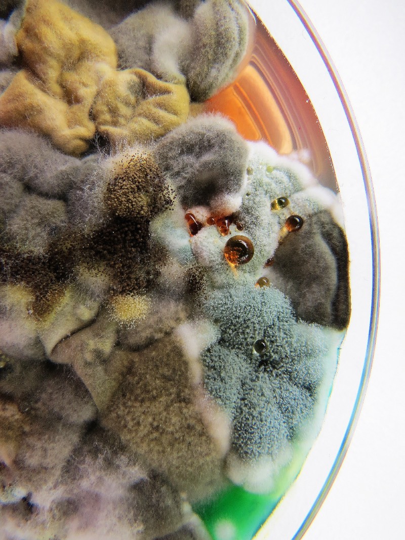 As imagens que você vai ver aqui não vem de distantes planetas e nem são renderizações digitais criadas de forma criativa. Elas são parte do trabalho de microbiologia de Dasha Plesen e ela usa alimentos, tintas, pigmentos e culturas de fungos e bactérias para criar o que você vai poder ver aqui.