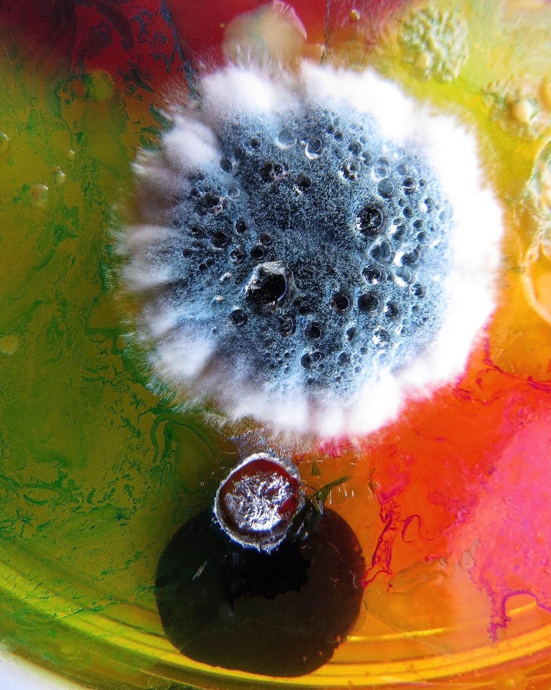 As imagens que você vai ver aqui não vem de distantes planetas e nem são renderizações digitais criadas de forma criativa. Elas são parte do trabalho de microbiologia de Dasha Plesen e ela usa alimentos, tintas, pigmentos e culturas de fungos e bactérias para criar o que você vai poder ver aqui.