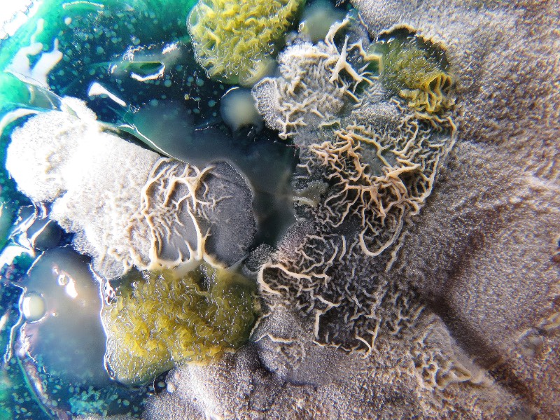 As imagens que você vai ver aqui não vem de distantes planetas e nem são renderizações digitais criadas de forma criativa. Elas são parte do trabalho de microbiologia de Dasha Plesen e ela usa alimentos, tintas, pigmentos e culturas de fungos e bactérias para criar o que você vai poder ver aqui.