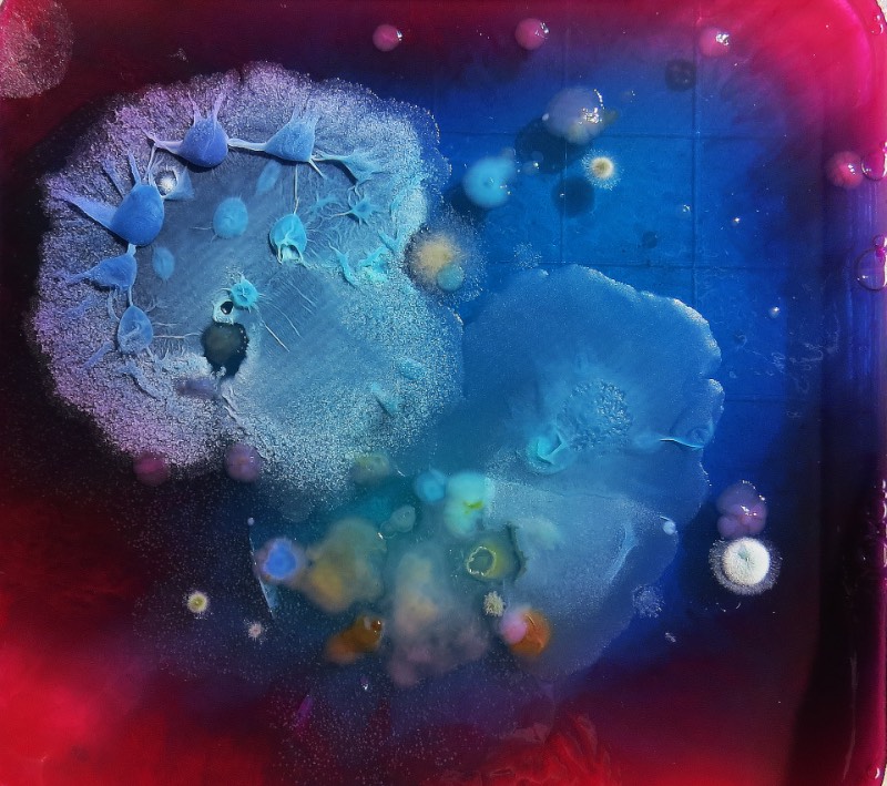 As imagens que você vai ver aqui não vem de distantes planetas e nem são renderizações digitais criadas de forma criativa. Elas são parte do trabalho de microbiologia de Dasha Plesen e ela usa alimentos, tintas, pigmentos e culturas de fungos e bactérias para criar o que você vai poder ver aqui.