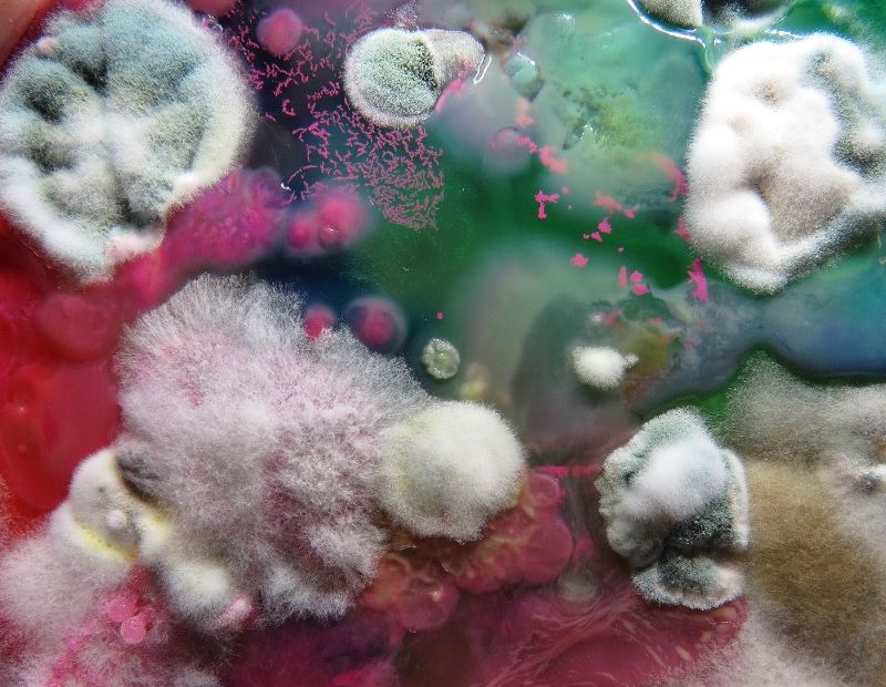 As imagens que você vai ver aqui não vem de distantes planetas e nem são renderizações digitais criadas de forma criativa. Elas são parte do trabalho de microbiologia de Dasha Plesen e ela usa alimentos, tintas, pigmentos e culturas de fungos e bactérias para criar o que você vai poder ver aqui.