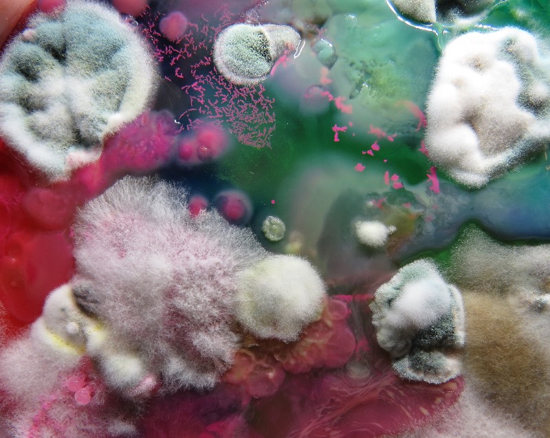 As imagens que você vai ver aqui não vem de distantes planetas e nem são renderizações digitais criadas de forma criativa. Elas são parte do trabalho de microbiologia de Dasha Plesen e ela usa alimentos, tintas, pigmentos e culturas de fungos e bactérias para criar o que você vai poder ver aqui.