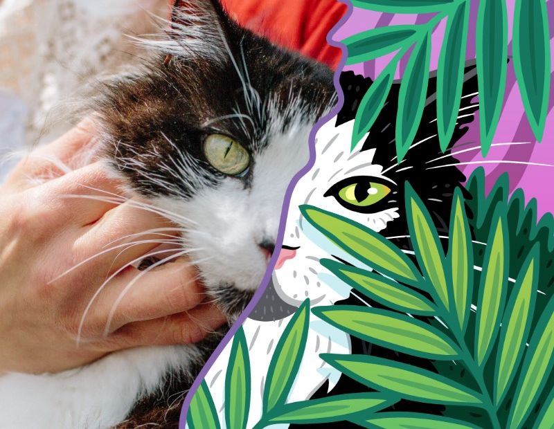 Annika Brandow é uma ilustradora e designer freelancer. Originalmente da Cidade do Cabo, na África do Sul, ela hoje vive aqui em Berlim. Ela já trabalha como freelancer há mais de oito anos e adora criar ilustrações divertidas e coloridas.