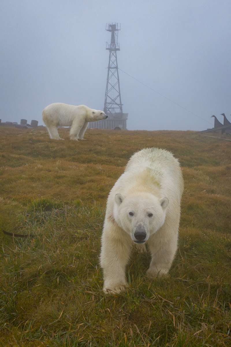 O fotógrafo russo Dmitry Kokh capturou uma série de fotos fascinantes onde ursos polares exploram um dos prédios abandonados de uma estação meteorológica em uma ilha isolada, entre a Rússia e os Estados Unidos.