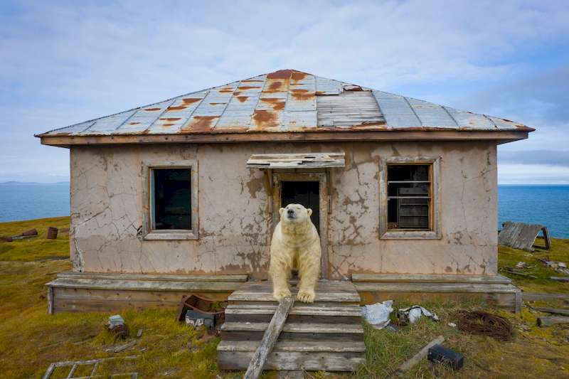 O fotógrafo russo Dmitry Kokh capturou uma série de fotos fascinantes onde ursos polares exploram um dos prédios abandonados de uma estação meteorológica em uma ilha isolada, entre a Rússia e os Estados Unidos.
