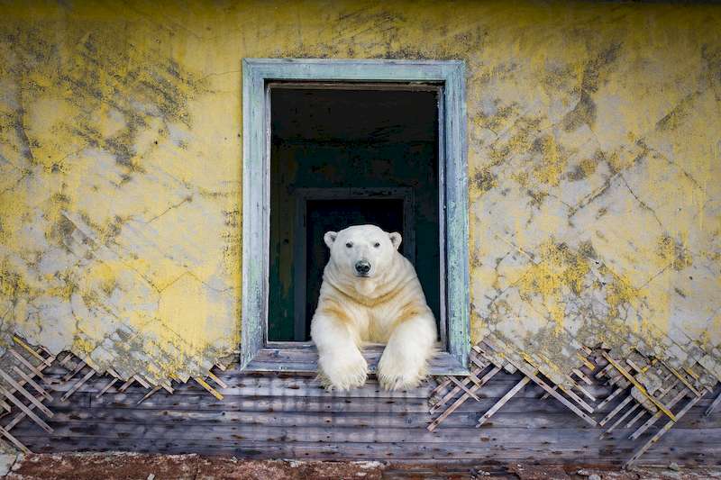 O fotógrafo russo Dmitry Kokh capturou uma série de fotos fascinantes onde ursos polares exploram um dos prédios abandonados de uma estação meteorológica em uma ilha isolada, entre a Rússia e os Estados Unidos.