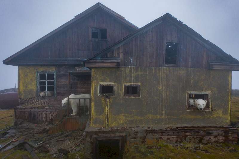 O fotógrafo russo Dmitry Kokh capturou uma série de fotos fascinantes onde ursos polares exploram um dos prédios abandonados de uma estação meteorológica em uma ilha isolada, entre a Rússia e os Estados Unidos.