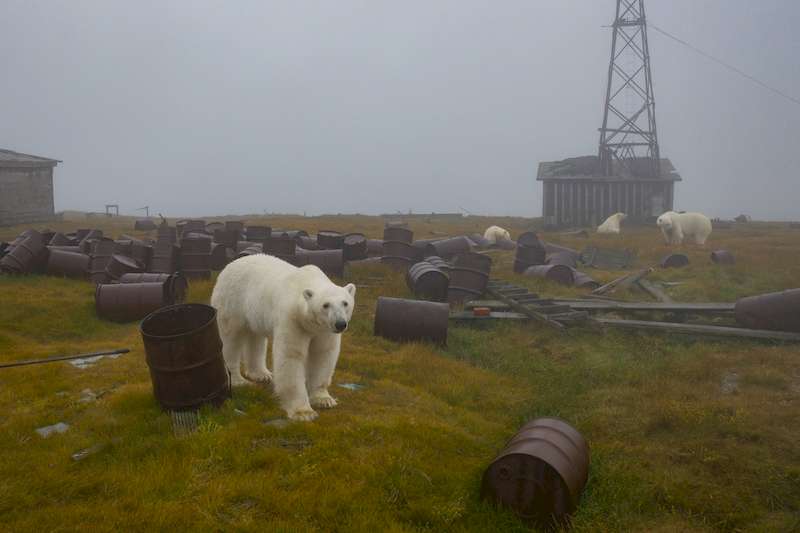 O fotógrafo russo Dmitry Kokh capturou uma série de fotos fascinantes onde ursos polares exploram um dos prédios abandonados de uma estação meteorológica em uma ilha isolada, entre a Rússia e os Estados Unidos.