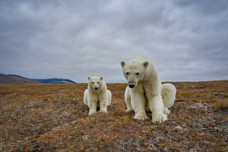 O fotógrafo russo Dmitry Kokh capturou uma série de fotos fascinantes onde ursos polares exploram um dos prédios abandonados de uma estação meteorológica em uma ilha isolada, entre a Rússia e os Estados Unidos.
