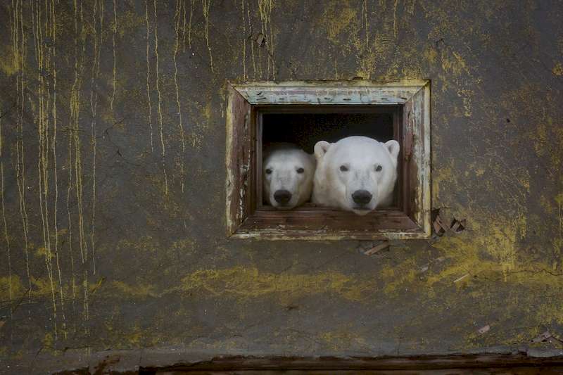 O fotógrafo russo Dmitry Kokh capturou uma série de fotos fascinantes onde ursos polares exploram um dos prédios abandonados de uma estação meteorológica em uma ilha isolada, entre a Rússia e os Estados Unidos.