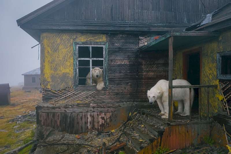 O fotógrafo russo Dmitry Kokh capturou uma série de fotos fascinantes onde ursos polares exploram um dos prédios abandonados de uma estação meteorológica em uma ilha isolada, entre a Rússia e os Estados Unidos.