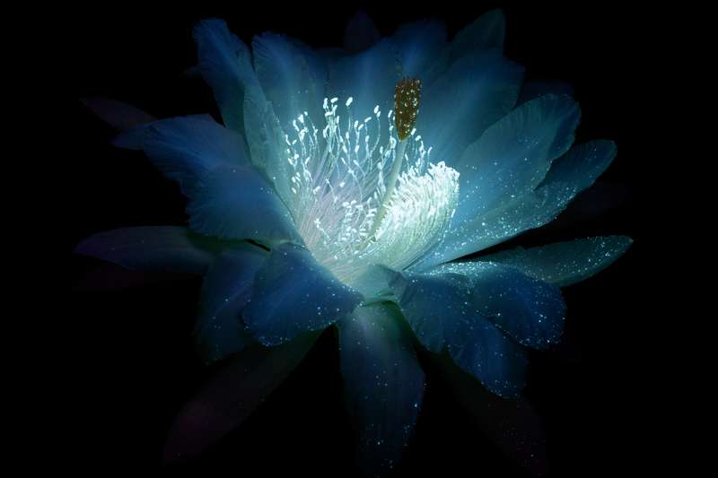 É fácil se encantar com o esplendor luminoso da natureza que o fotógrafo Craig Burrows capta em imagens únicas. E ele faz isso através de um processo fotográfico ultravioleta de alta intensidade que acaba expondo as flores de um jeito inédito.