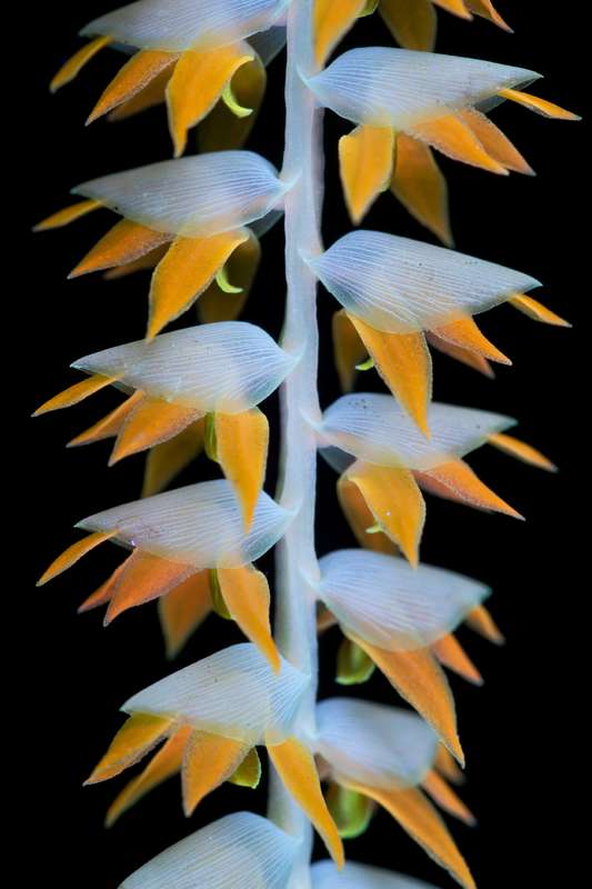 É fácil se encantar com o esplendor luminoso da natureza que o fotógrafo Craig Burrows capta em imagens únicas. E ele faz isso através de um processo fotográfico ultravioleta de alta intensidade que acaba expondo as flores de um jeito inédito.