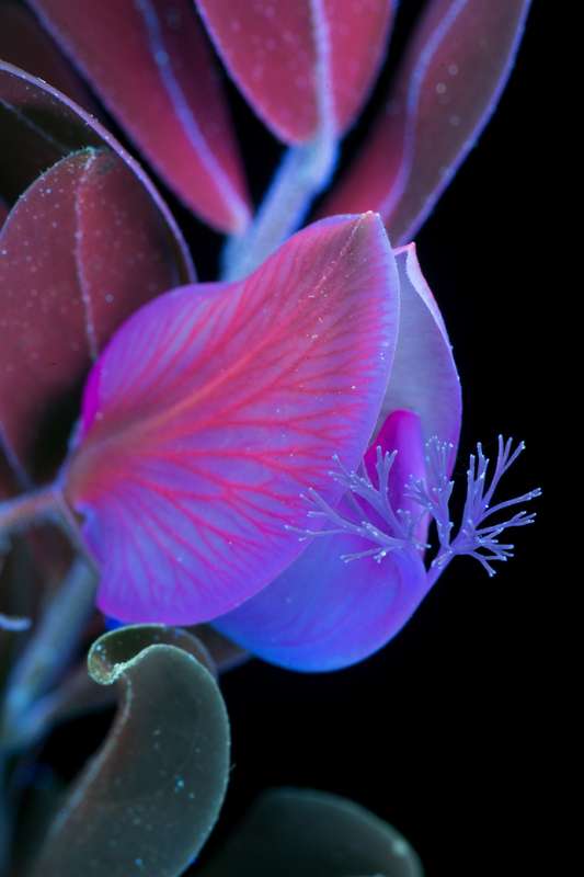 É fácil se encantar com o esplendor luminoso da natureza que o fotógrafo Craig Burrows capta em imagens únicas. E ele faz isso através de um processo fotográfico ultravioleta de alta intensidade que acaba expondo as flores de um jeito inédito.