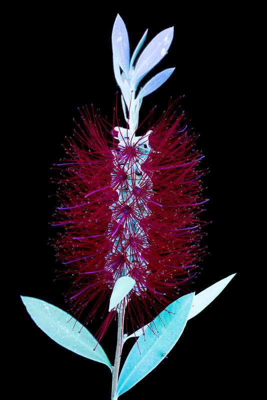 É fácil se encantar com o esplendor luminoso da natureza que o fotógrafo Craig Burrows capta em imagens únicas. E ele faz isso através de um processo fotográfico ultravioleta de alta intensidade que acaba expondo as flores de um jeito inédito.
