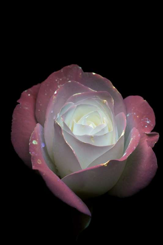 É fácil se encantar com o esplendor luminoso da natureza que o fotógrafo Craig Burrows capta em imagens únicas. E ele faz isso através de um processo fotográfico ultravioleta de alta intensidade que acaba expondo as flores de um jeito inédito.