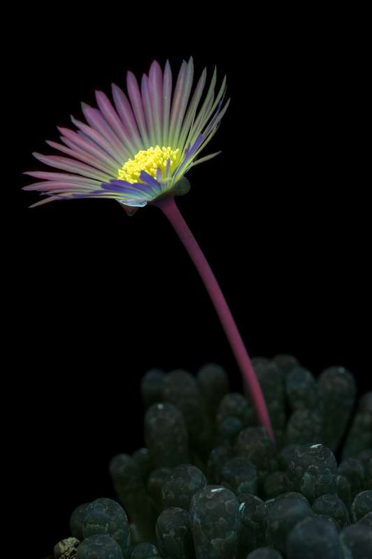 É fácil se encantar com o esplendor luminoso da natureza que o fotógrafo Craig Burrows capta em imagens únicas. E ele faz isso através de um processo fotográfico ultravioleta de alta intensidade que acaba expondo as flores de um jeito inédito.