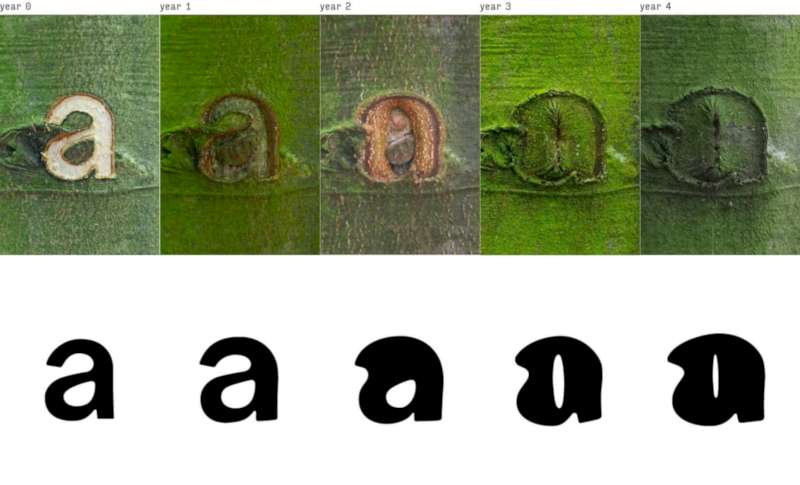 Occlusion Grotesque é uma categoria de tipografia experimental que surgiu na casca de uma árvore. Esse projeto de Bjørn Karmann foi evoluindo a medida que a árvore cresceu, deformando assim as letras e gerando variações no design de cada letra.