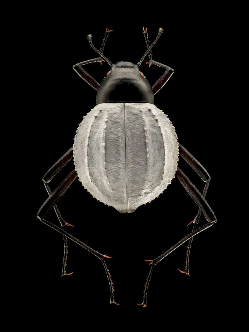 Microsculpture foi lançado para o mundo ver em 2016, depois de três anos de trabalho fotografando insetos de um jeito tão interessante que elevou a macrofotografia para outros patamares. Com esse projeto, Levon Biss adaptou técnicas tradicionais de fotografia para criar um processo novo, que pudesse revelar os detalhes desses insetos de um jeito nunca visto antes. 
