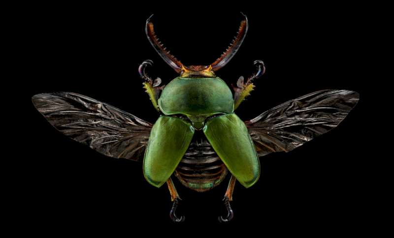 Ao longo dos 25 anos de carreira de Levon Biss, ele trabalhou com diversos gêneros fotográficos. Entre todos esses trabalhos, o que mais me chamou a atenção foi o projeto que ele deu o nome de Microsculpture.