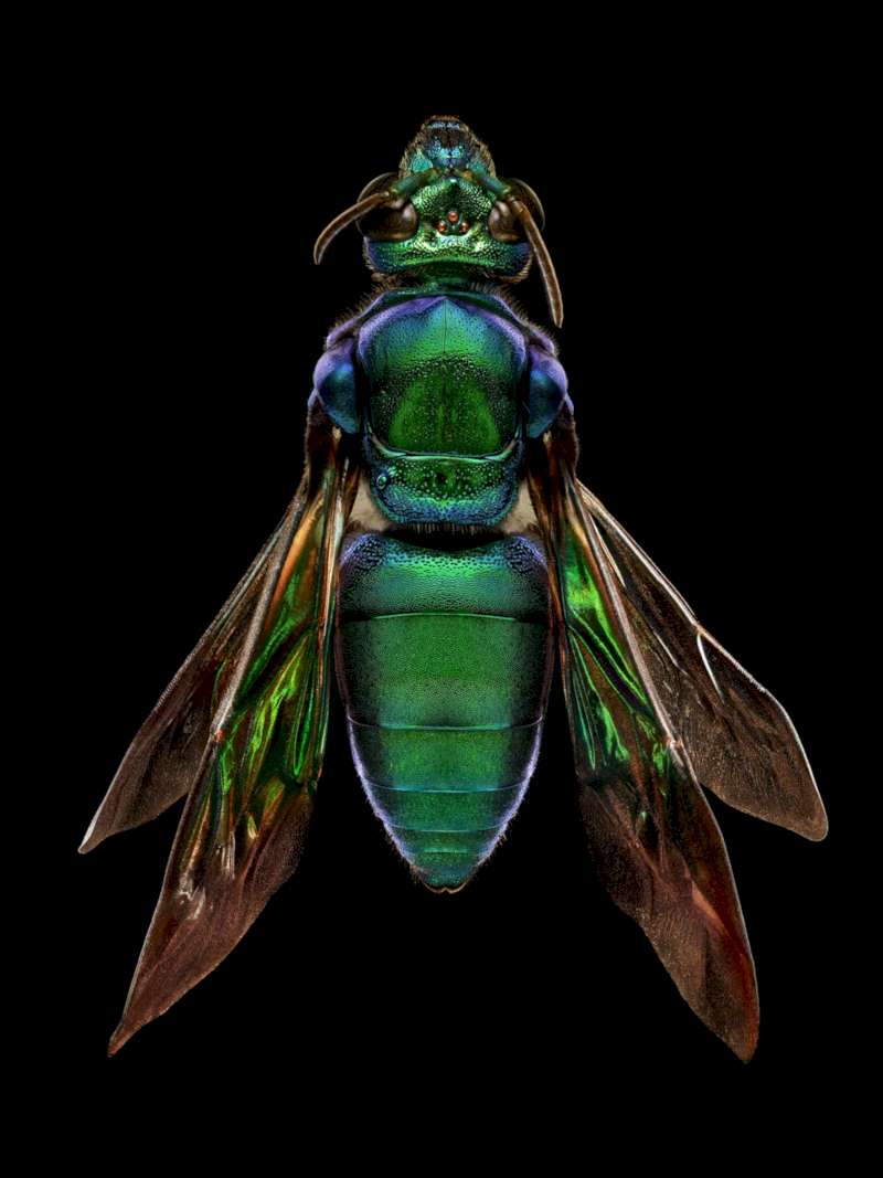 Microsculpture foi lançado para o mundo ver em 2016, depois de três anos de trabalho fotografando insetos de um jeito tão interessante que elevou a macrofotografia para outros patamares. Com esse projeto, Levon Biss adaptou técnicas tradicionais de fotografia para criar um processo novo, que pudesse revelar os detalhes desses insetos de um jeito nunca visto antes. 