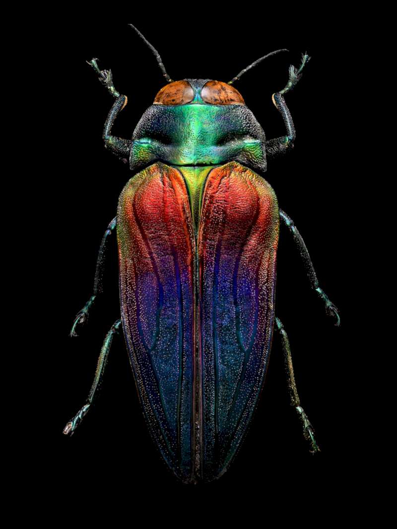 Microsculpture foi lançado para o mundo ver em 2016, depois de três anos de trabalho fotografando insetos de um jeito tão interessante que elevou a macrofotografia para outros patamares. Com esse projeto, Levon Biss adaptou técnicas tradicionais de fotografia para criar um processo novo, que pudesse revelar os detalhes desses insetos de um jeito nunca visto antes. 