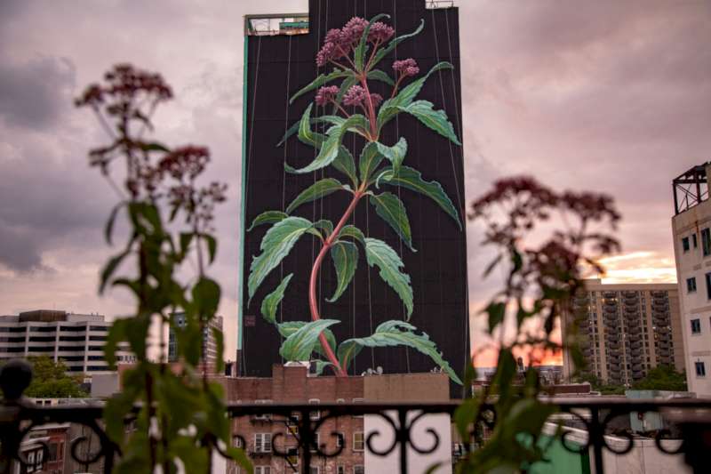Mona Caron é uma artista suíça que vive e trabalha em São Francisco, usando de fotografias, ilustrações e murais para se expressar. Conheci o seu trabalho através de uma série de murais que receberam o nome de Weeds onde ela retrata ervas daninhas em formatos gigantes. 
