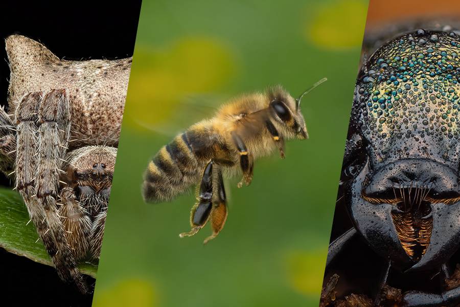 Rafael Steinlesberger é um fotógrafo vienense de 28 anos que é apaixonado por mostrar a intrincada beleza da natureza através da macro fotografia. O seu trabalho abre uma porta sedutora para um mundo repleto de vida, revelando formas, estruturas e cores fascinantes, que, muitas vezes, estão escondidas do olhar.